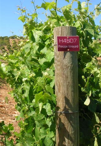 Principe Vineyards